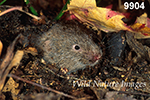 Microtus pinetorum, Woodland Vole